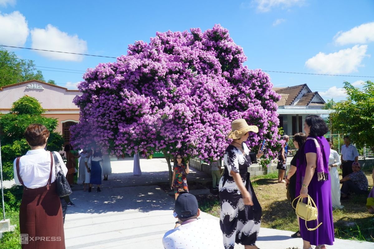 Polyscias fruticosa tree attracts tourists in Binh Thuan 0