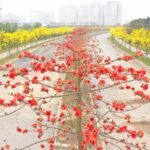 Rice flowers and maple flowers bloom in Hanoi 0